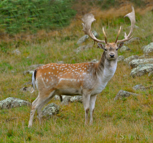 Hunt Fallow Deer Trophy Hunting Big Game Hunt Deer Species New Zealand