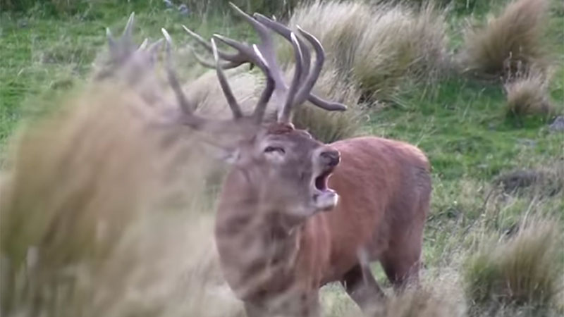 Red Deer Stag Roaring