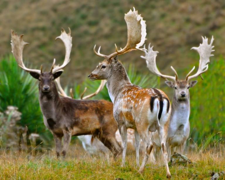 Fallow Deer Four Seasons Safaris New Zealand