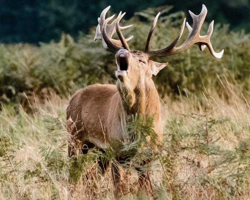 Red Stag