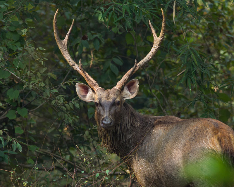 Sambar