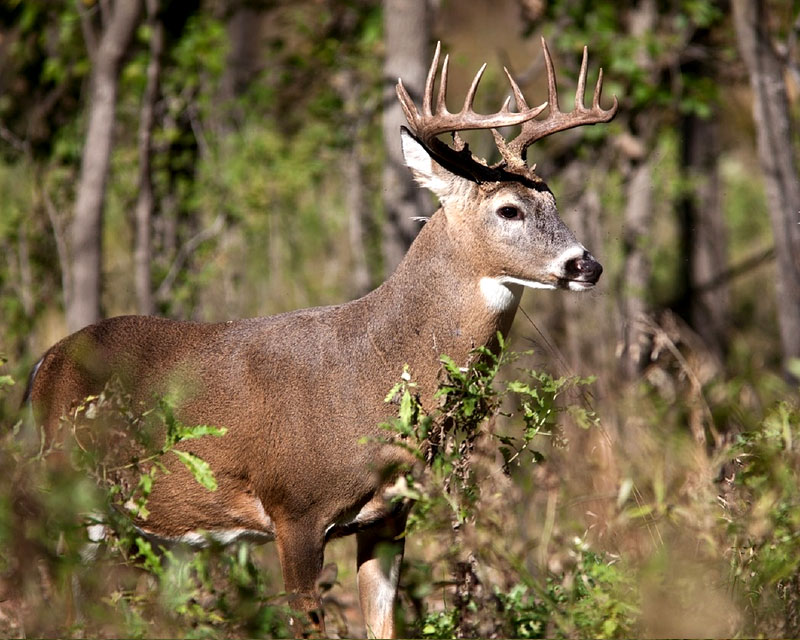 Whitetail