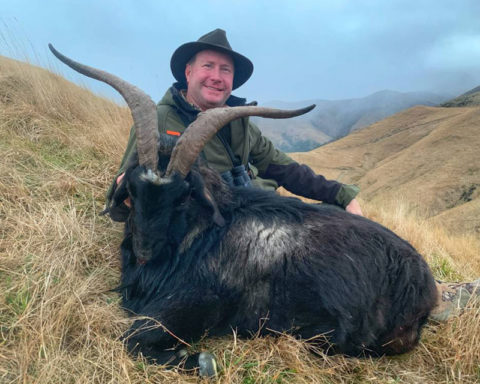 Alpine Goat : Four Seasons Safaris New Zealand