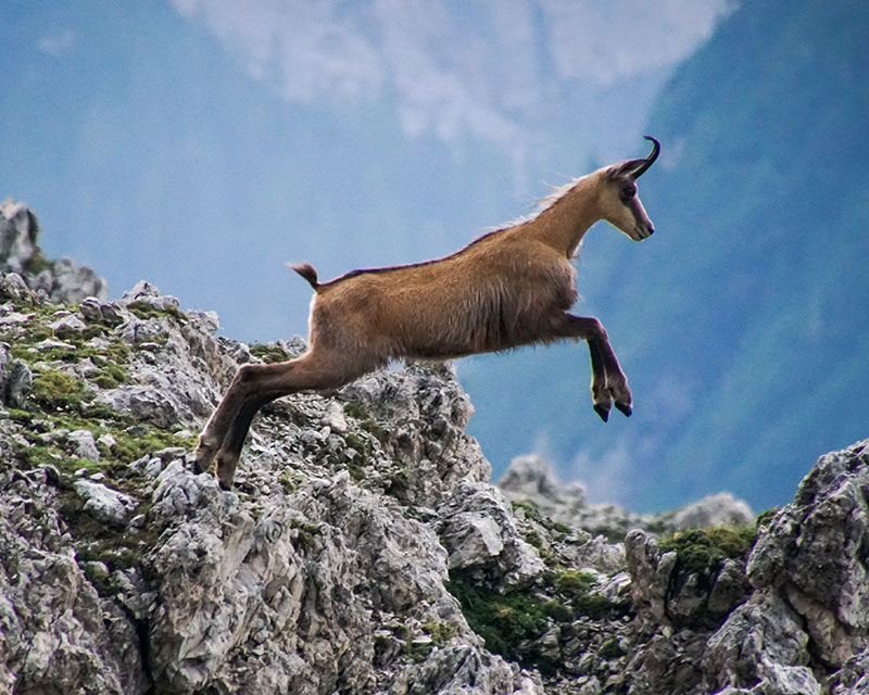 Chamois