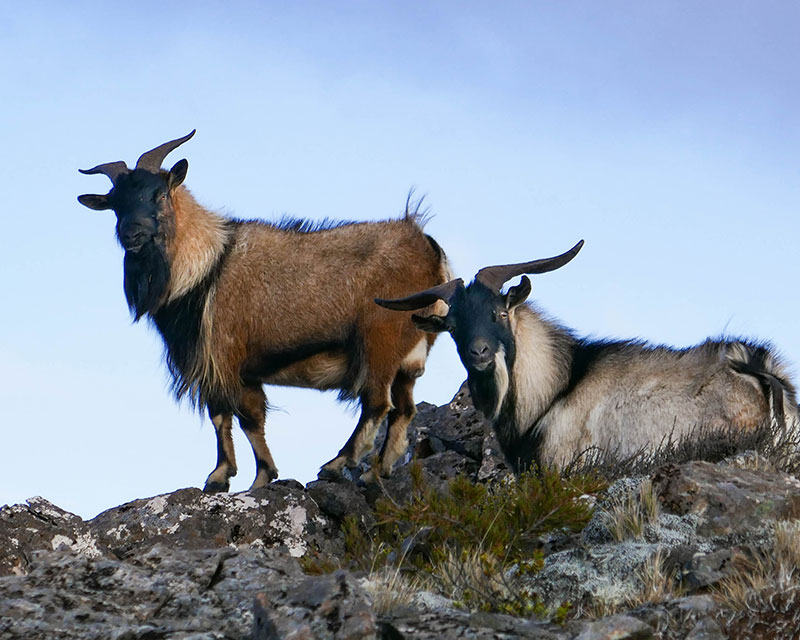 Alpine Goat