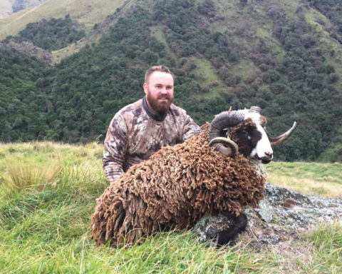 Nz Rams Arapawa Rams : Four Seasons Safaris New Zealand
