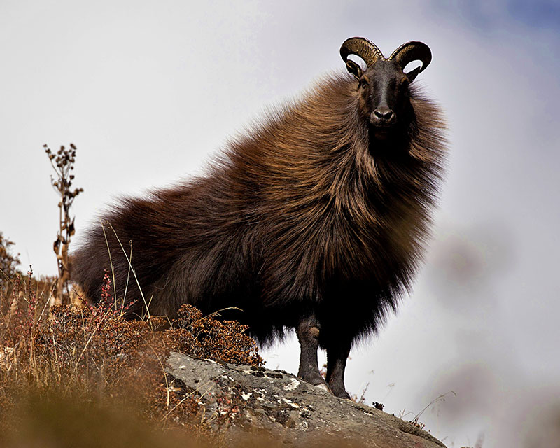 Tahr