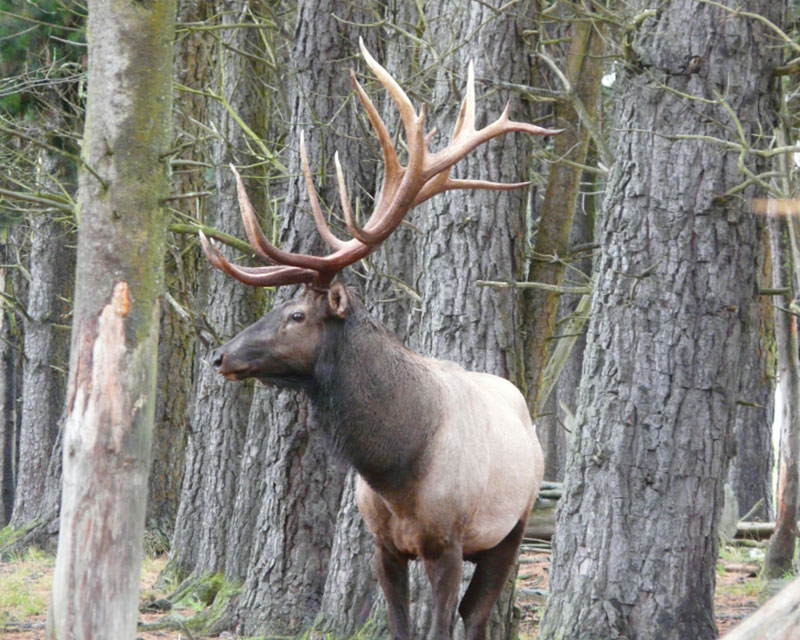 Elk