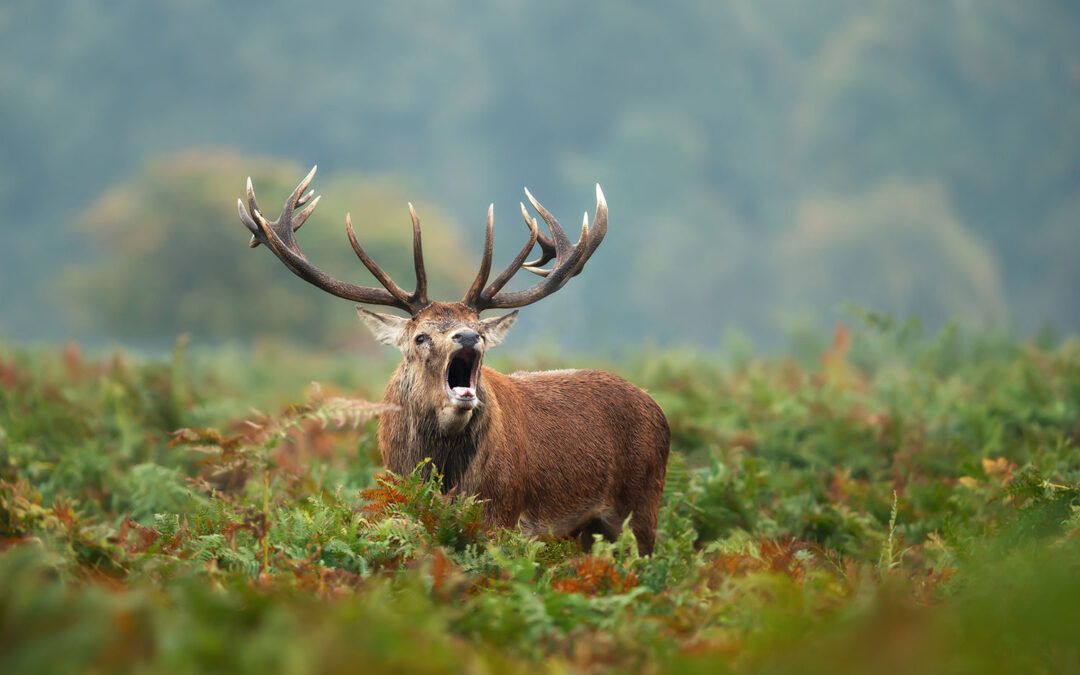 Why New Zealand Is The Best Destination For Trophy Red Stag Hunts Why New Zealand Is The Best Destination For Trophy Red Stag Hunts