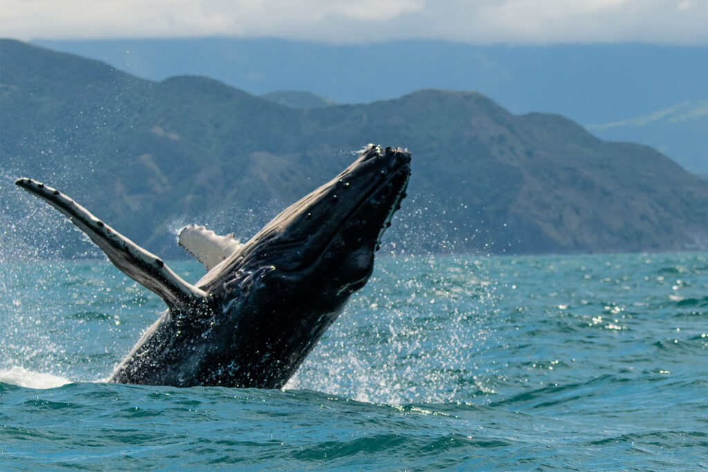 New Zealand Whale Watching