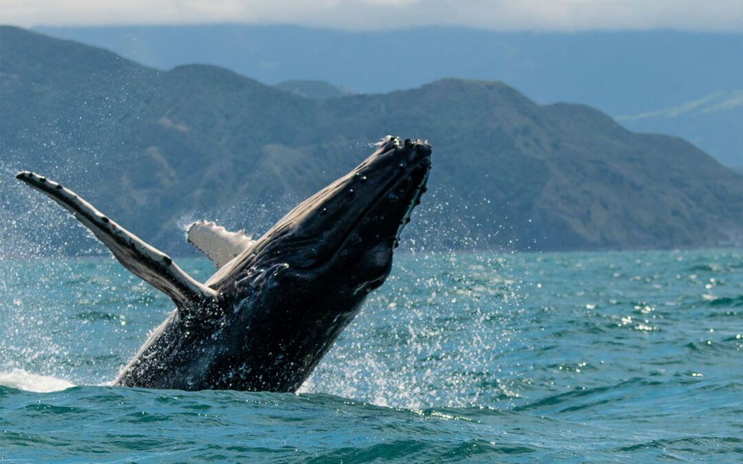 New Zealand Whale Watching
