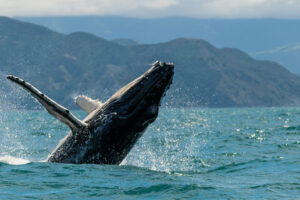 New Zealand Whale Watching