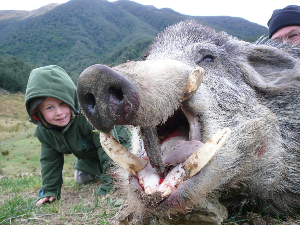 Hunt Boar or Wild Pig Pig, Hog & Boar Hunting New Zealand Hog